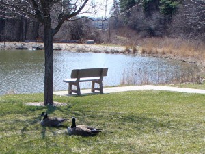A pair of geese by a pond outside the conference building. Click the image for a larger version.