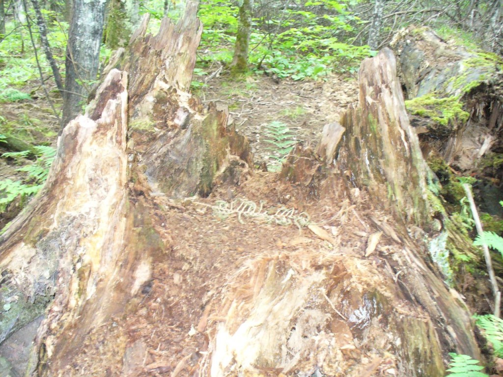 Tree stump