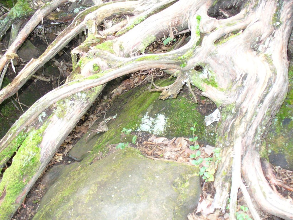 Roots over a rock