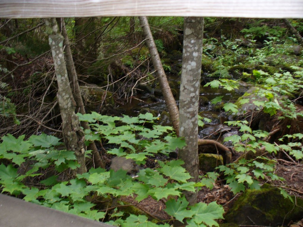 Trees and creek