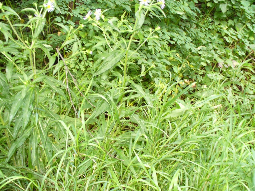 Grass