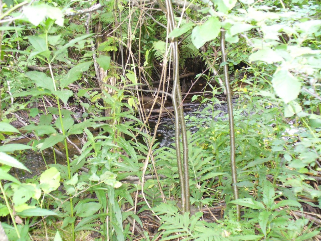 Glimpse of a river