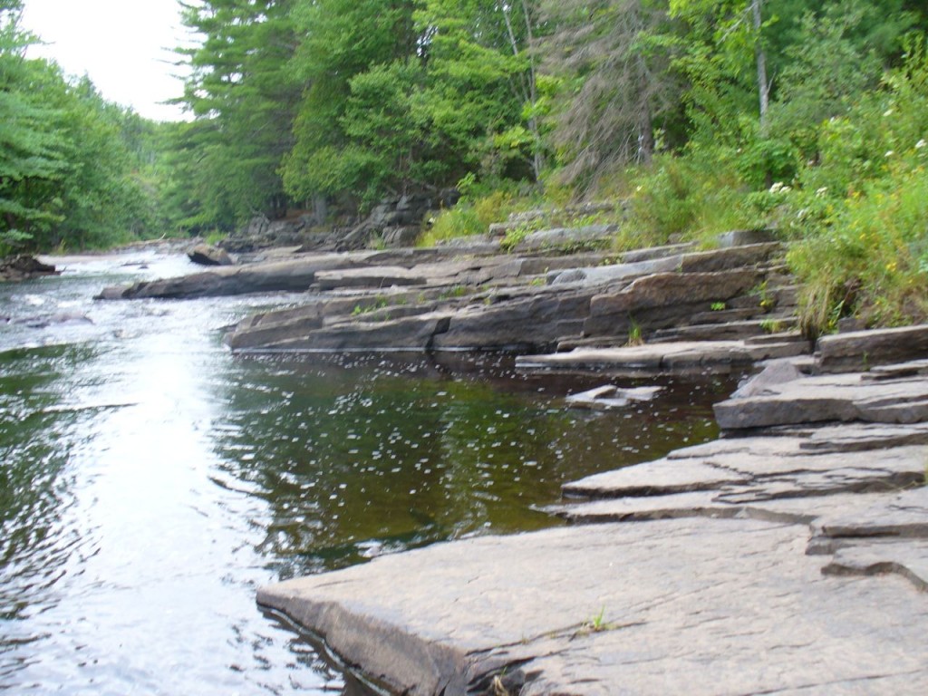 River rocks trees