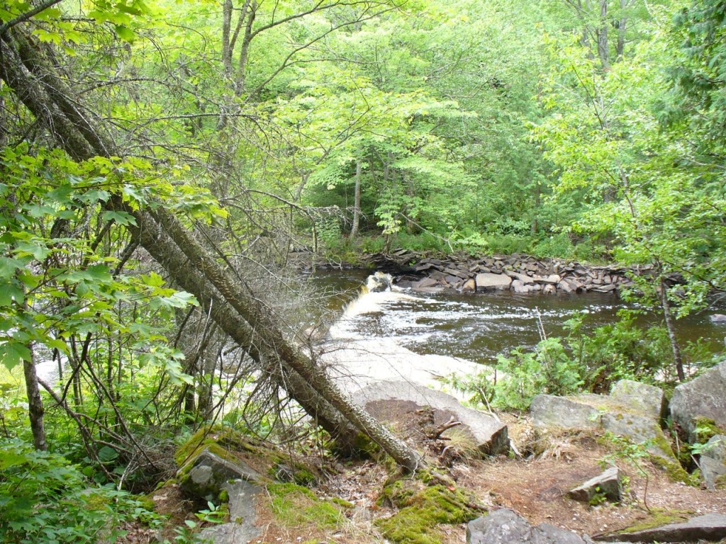 River viewed through trees