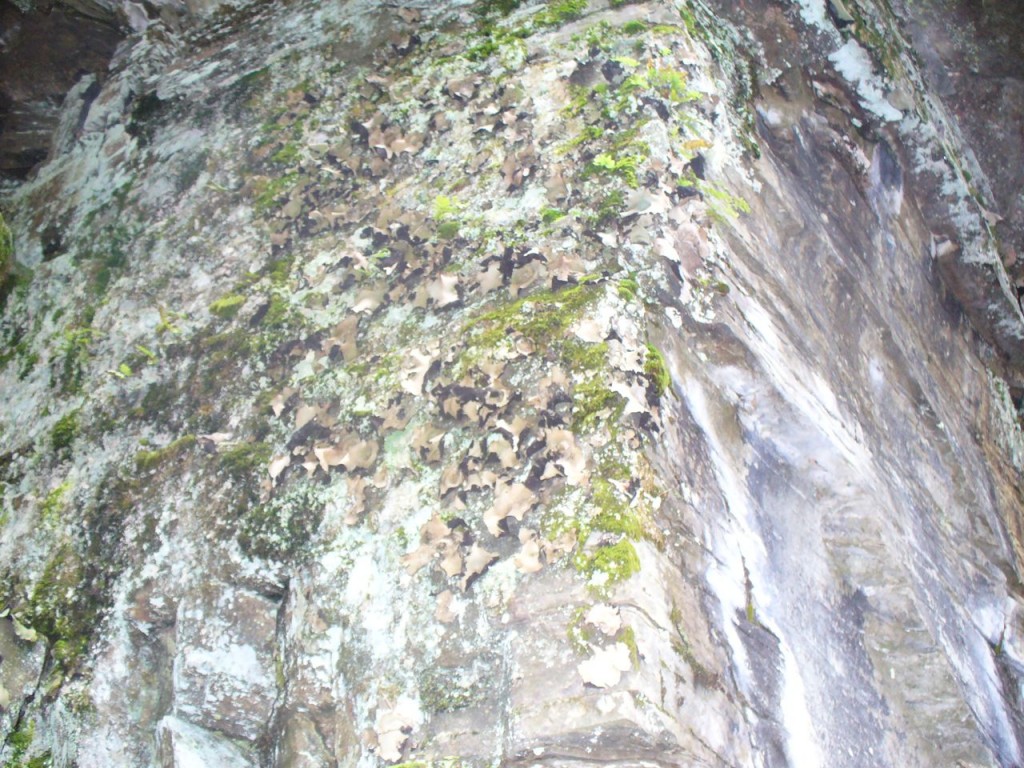 Moss on rocks