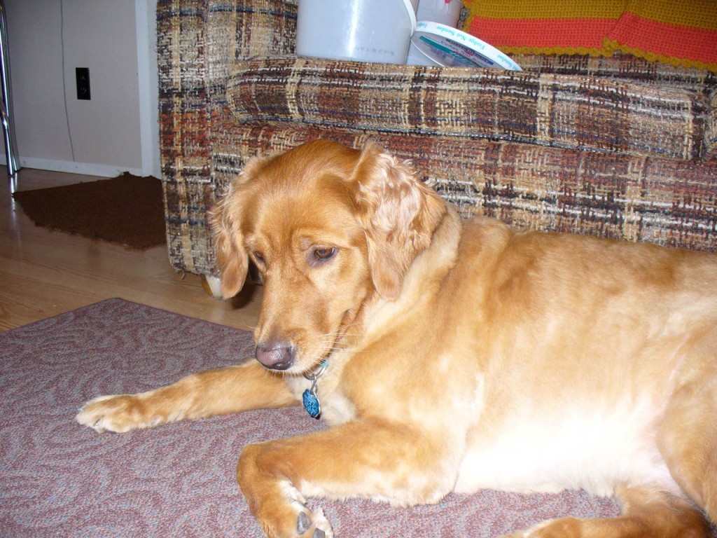 Lady, my parents' Golden Retriever