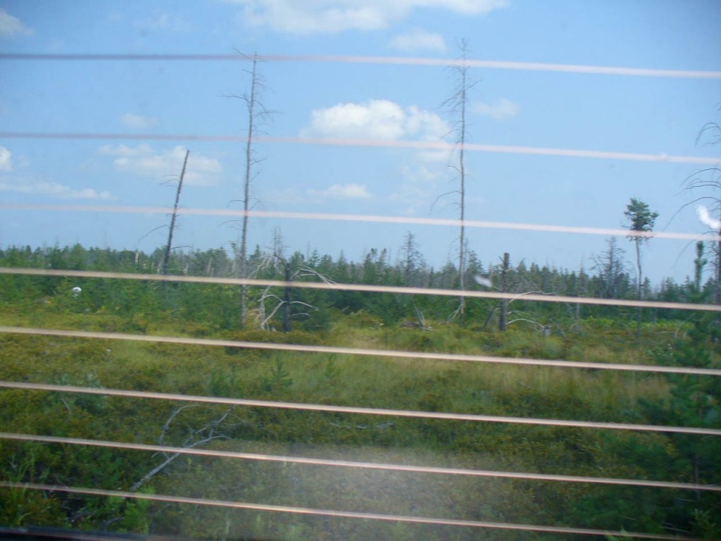 Wild blueberry field near Rice Lake in the Keewenaw Peninsula