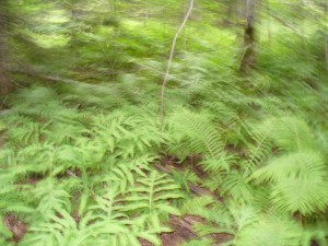 Ferns
