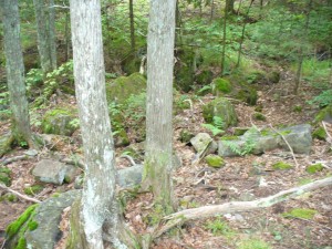 Trees