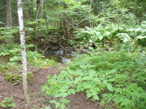 Trees