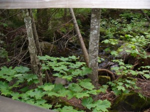 Trees and creek