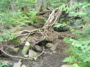 Birch and cedar roots