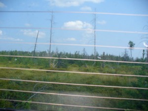 Wild blueberry field near Rice Lake in the Keewenaw Peninsula